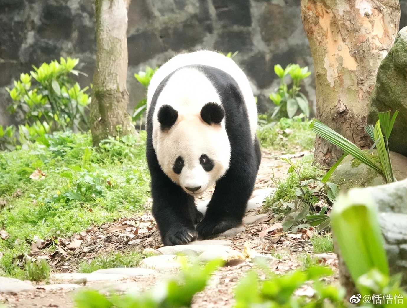 不高的高高和他不白的老婆白云——91年出生的童颜女神大熊猫白云