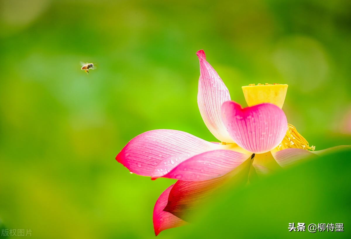 如何拍出有情感的荷花摄影作品,荷花照片怎么拍出高级感