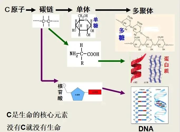 碳基生命诞生的全过程,碳基生命的碳元素有哪些