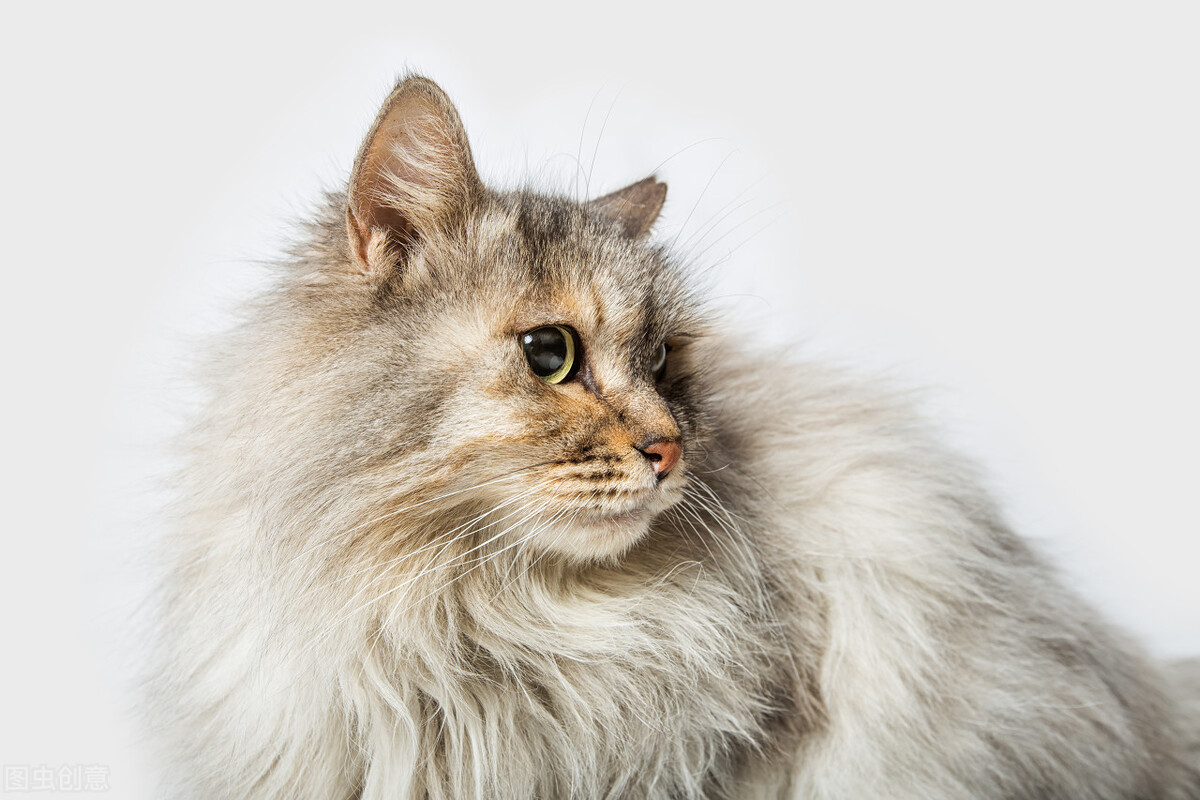 猫鱼油什么牌子好,猫咪鱼油什么牌子的最好