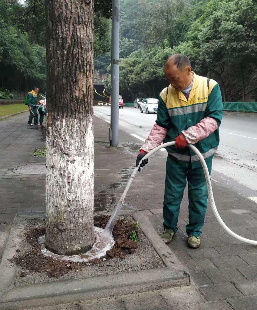 行道树补植方案,行道树病虫害防治标准