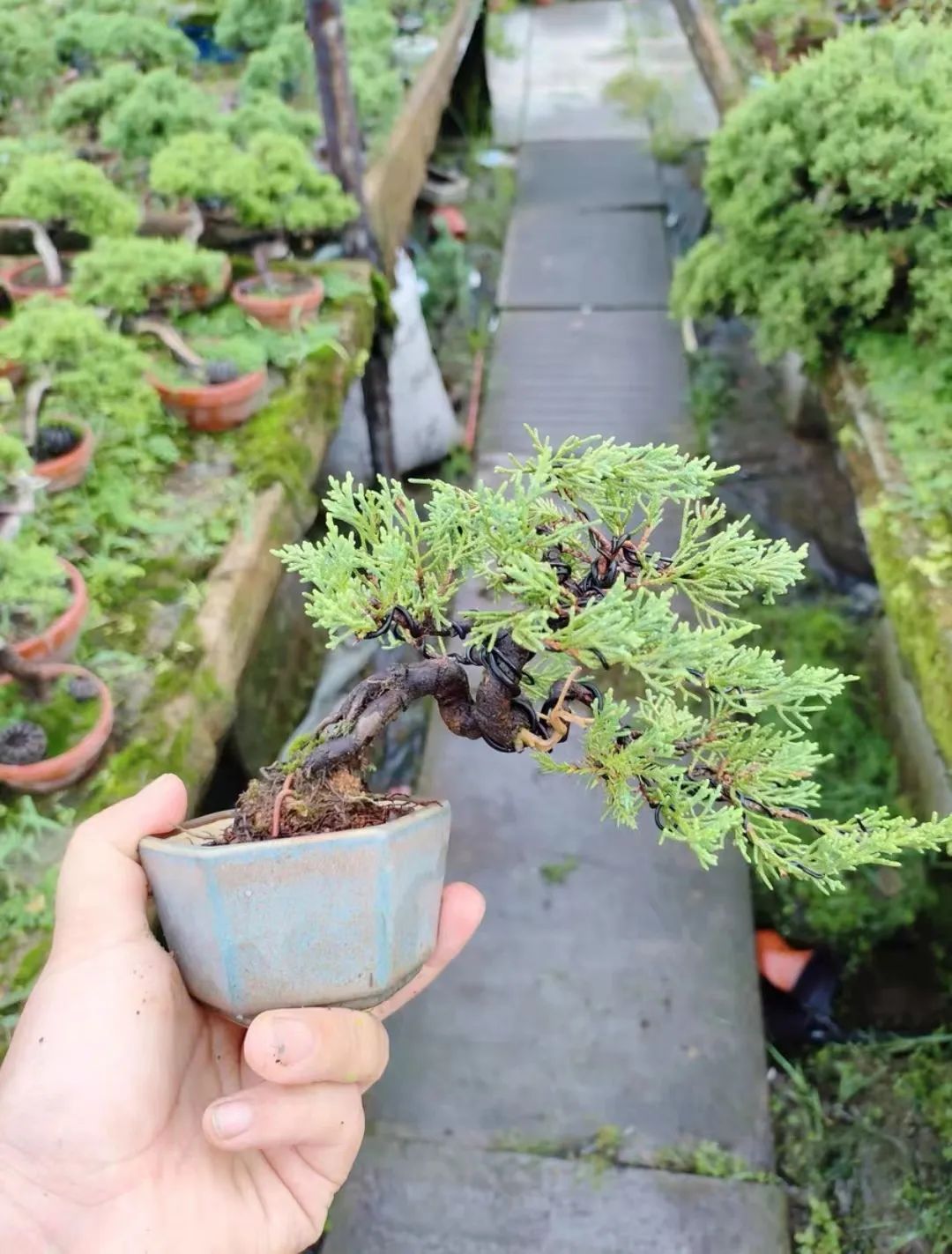 盆景一二三级枝修剪,盆景修剪的九大技法