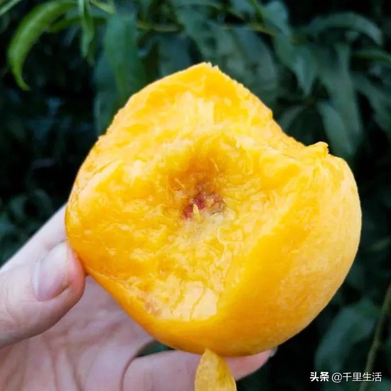 桃子熟了山东蒙阴黄桃,蒙阴蜜桃中国三大名桃