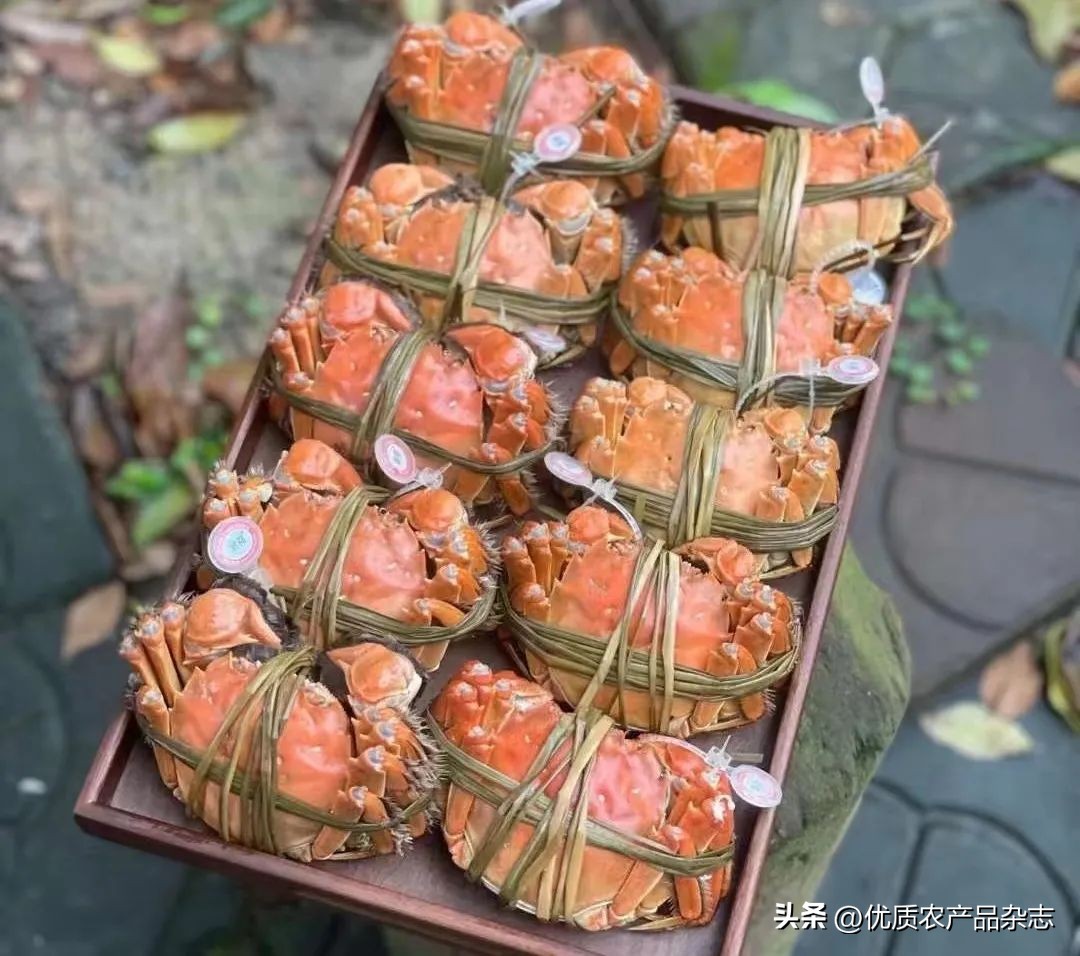 阳澄湖大闸蟹母蟹公蟹怎么分别,阳澄湖大闸蟹三十多年的吃蟹经验