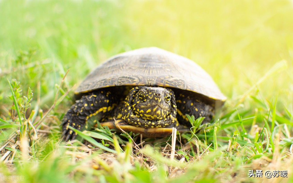 中华草龟真的有那么好养吗,家里养几只中华草龟风水好