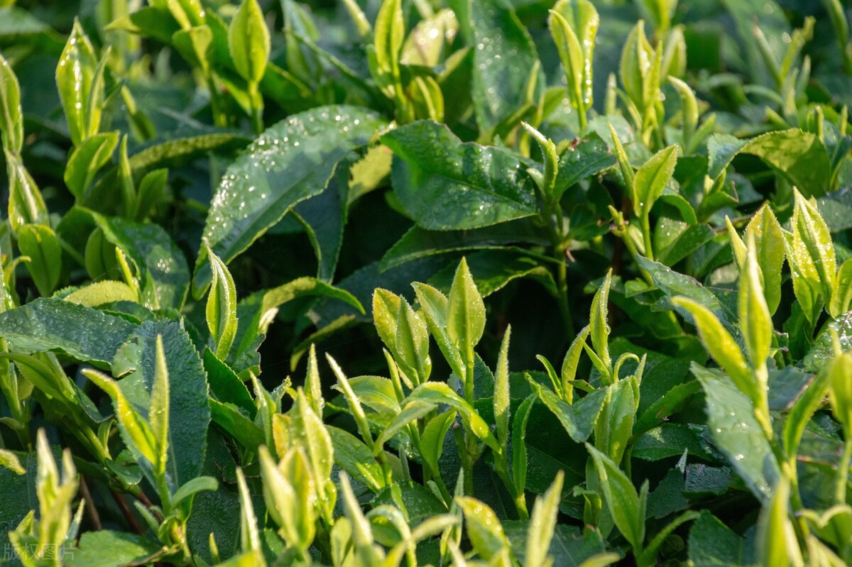 谷雨节气能喝什么茶水,谷雨节喝谷雨茶