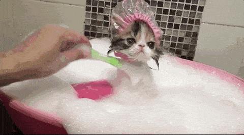 猫不能摸和能摸的部位示意图,18个细节判断猫咪是否健康