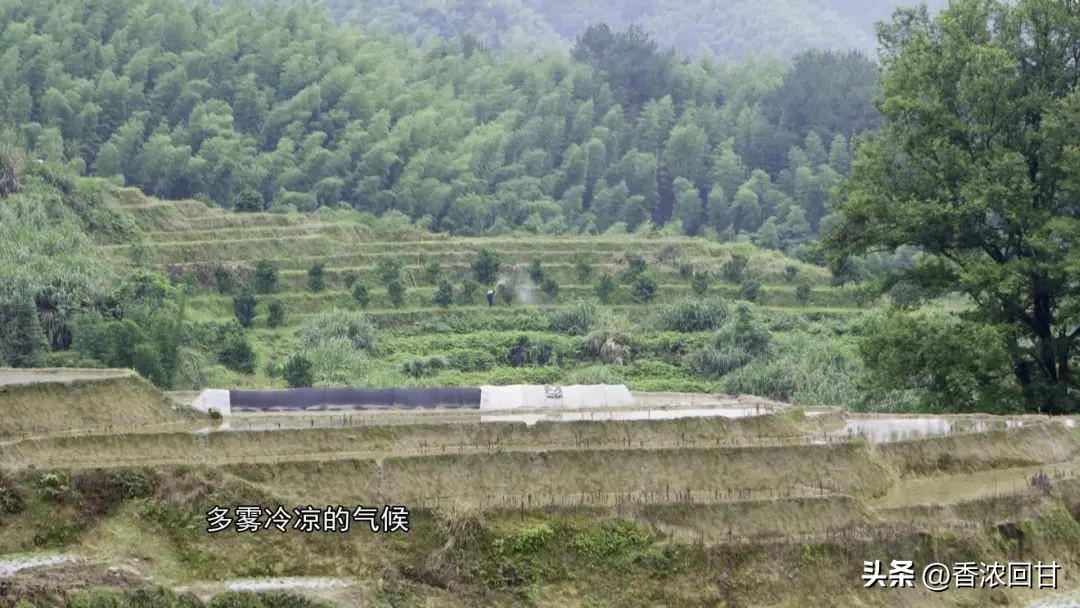 花非花,虫非虫,稀少珍贵!鸡汤有了它,甘甜又好喝