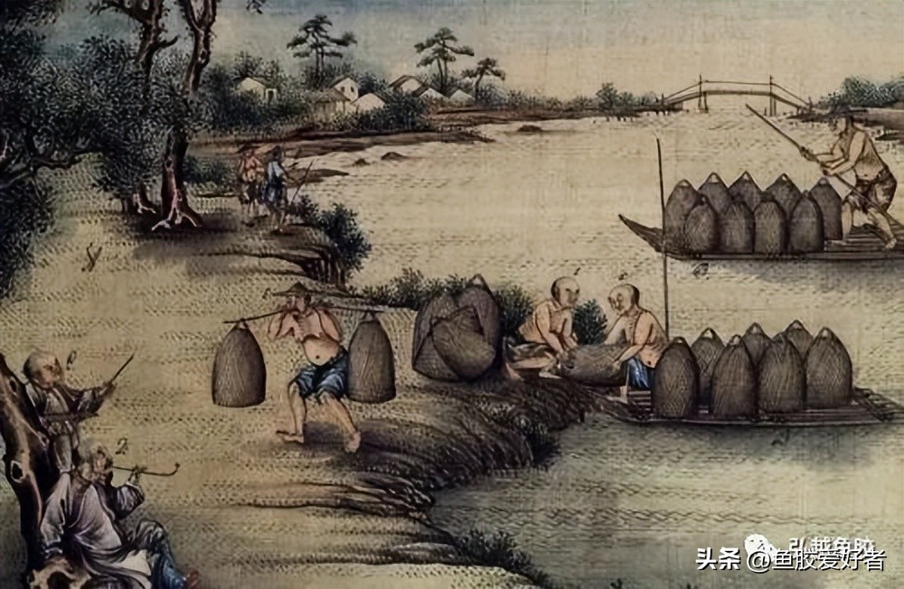 鱼胶目前的普及程度,鱼胶行业现状