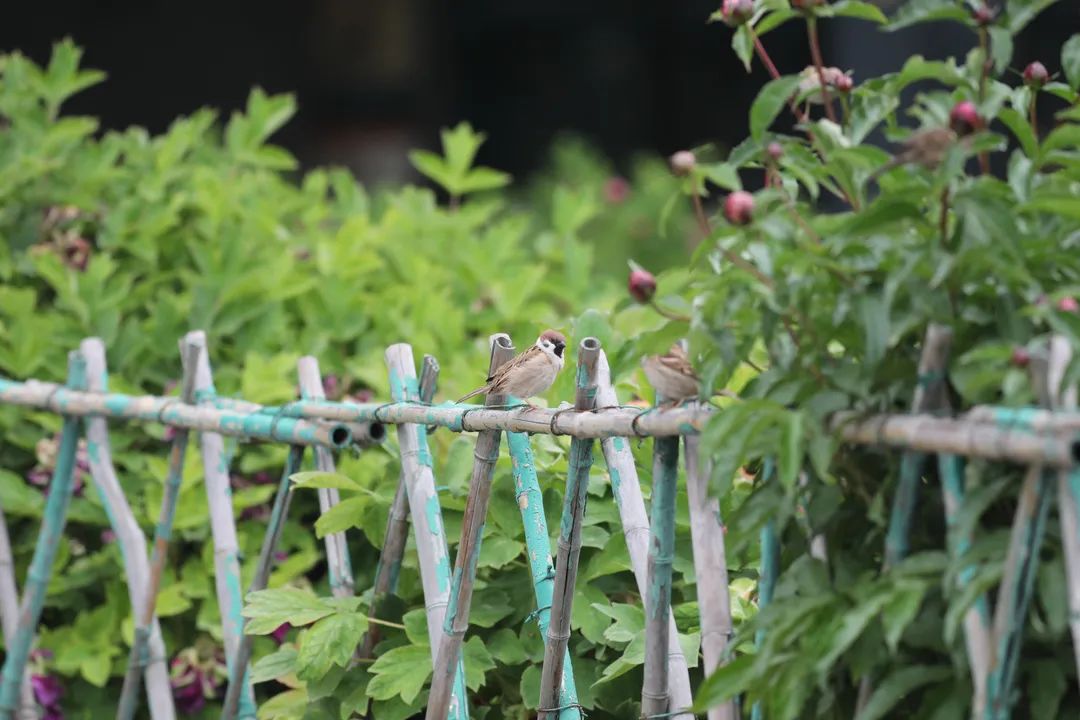 师大寻鸟记，这些小可爱，你都见过吗？