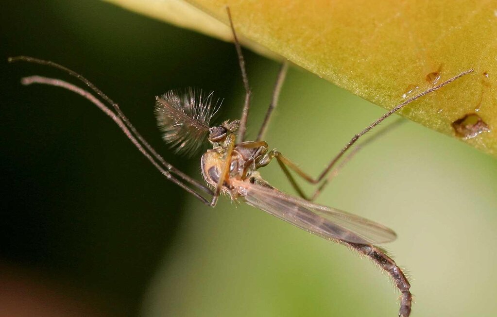 为什么耳朵听不见,左耳朵嗡嗡响听不到声音