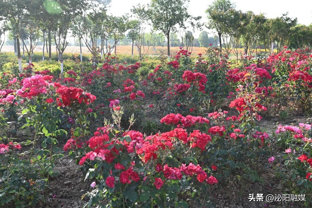 月儿湾跳舞音乐,月儿湾公园跳舞