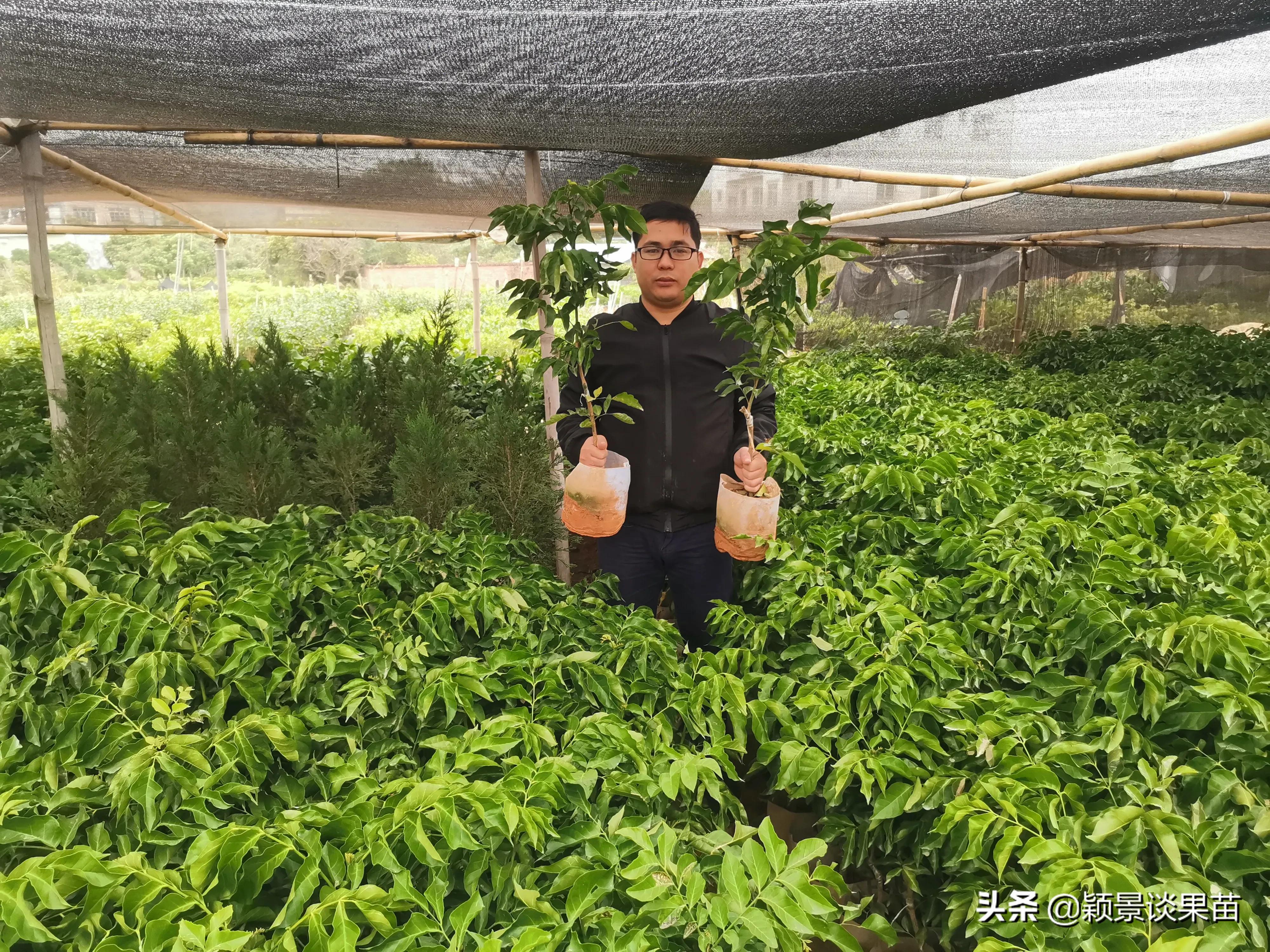 适合南宁种的水果树苗,适合广西种的阳台水果苗