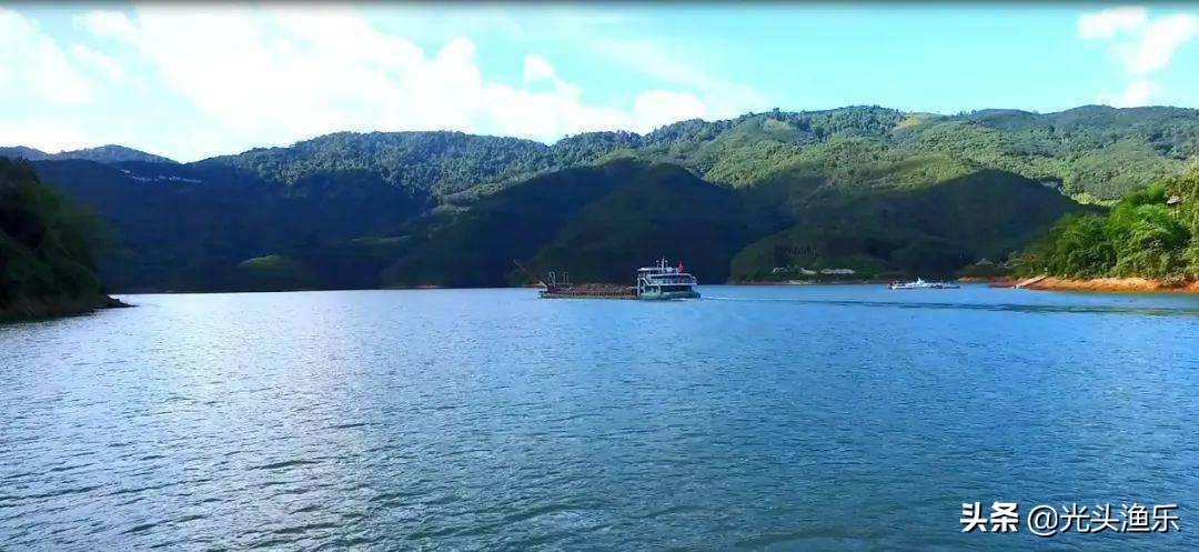 4千斤野生黄鱼被捕捞,巨型鳐鱼被抓到