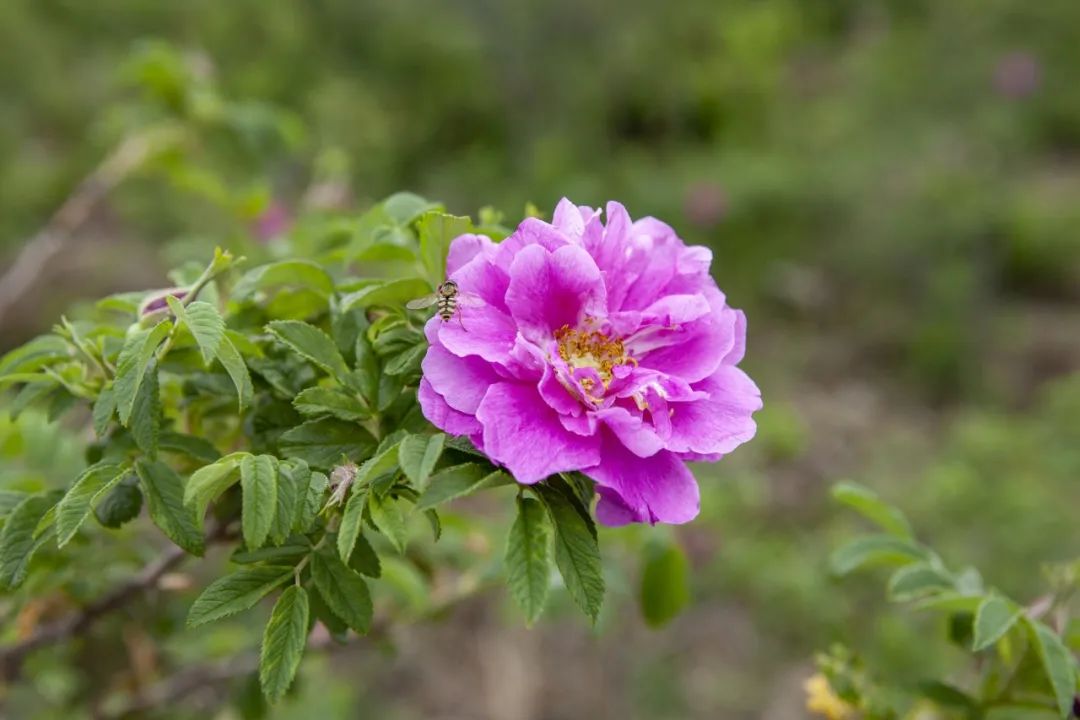 玫瑰和月季的所有种类,比较经典的玫瑰花型月季