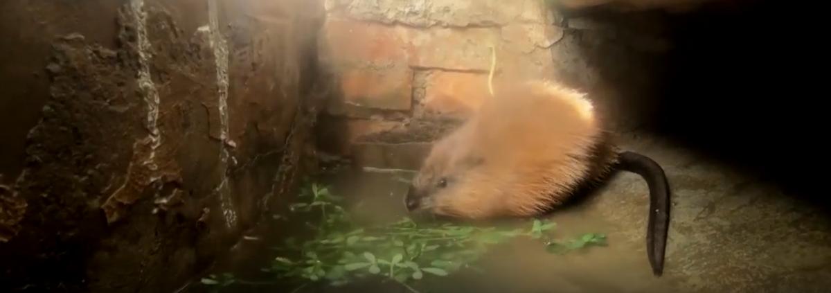 1992年，河北男子花30万买两只病鼠，几年后反而大赚8000万