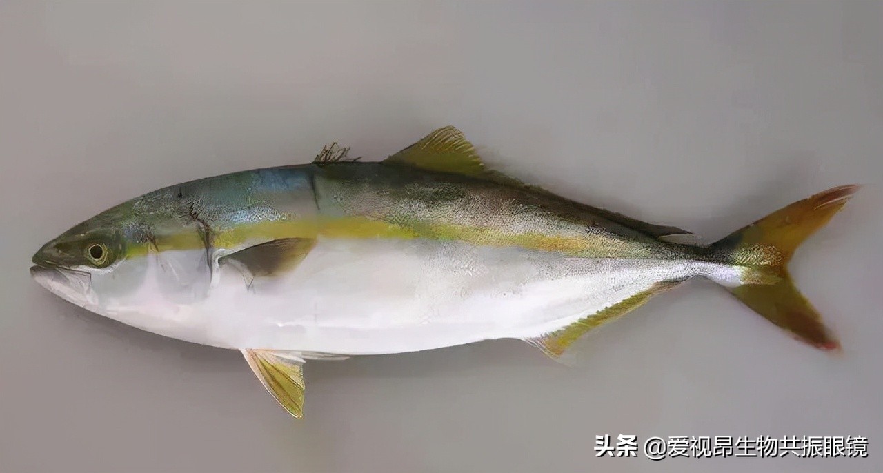 「爱视昂」一起救救3C眼！4大富含DHA鱼类