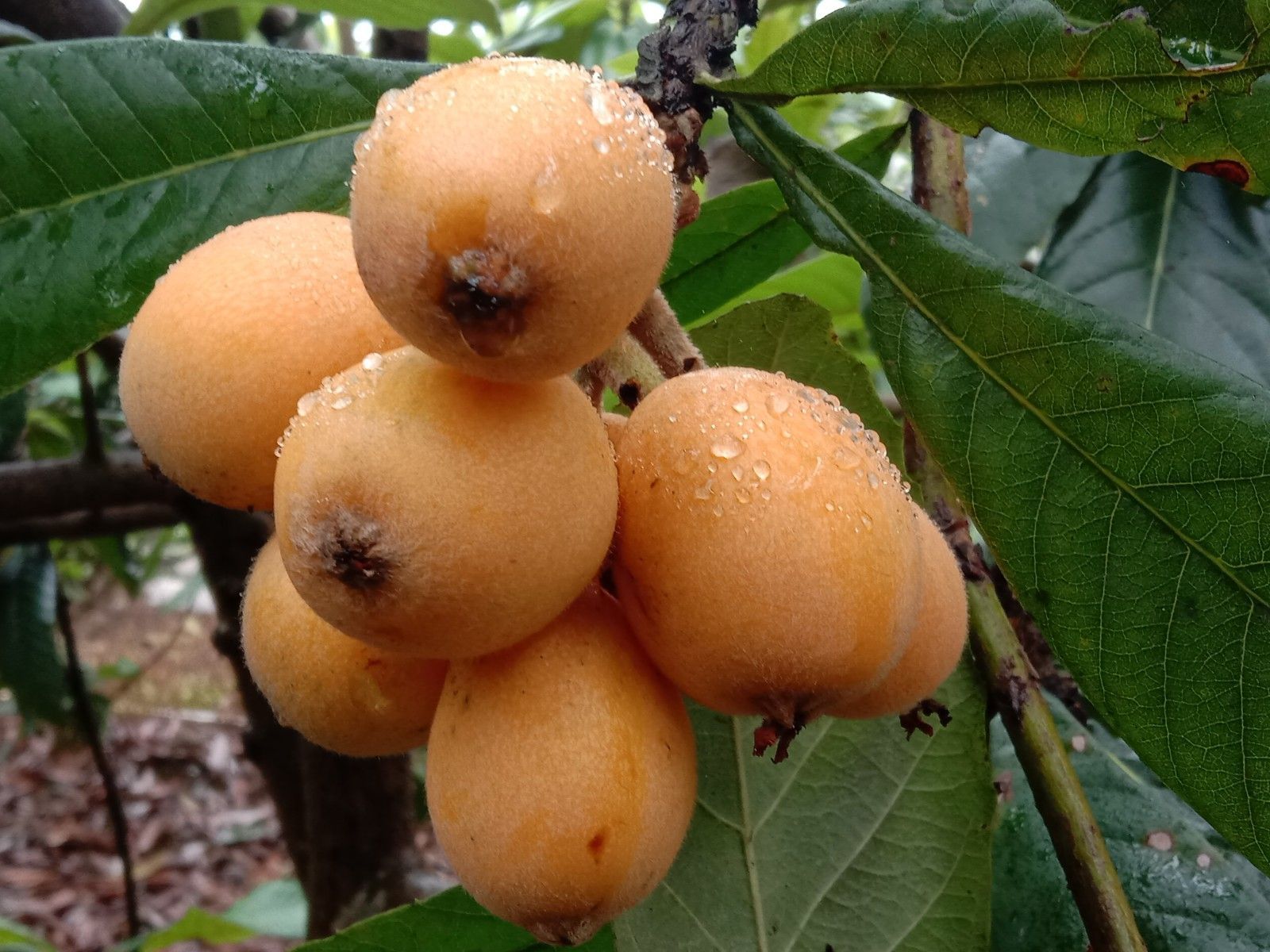 载酒西园醉枇杷一树金,东园载酒西园醉的下一句