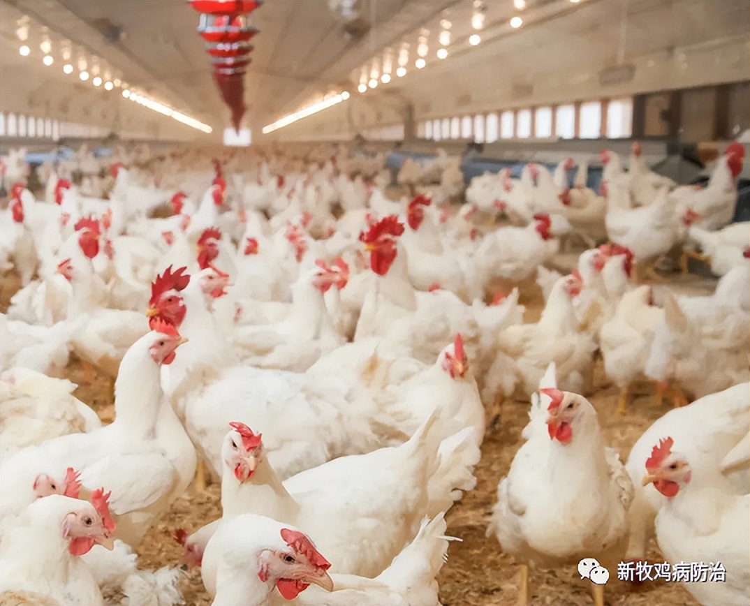 成鸡喉咙响喂点啥鸡感冒解决方法小鸡打喷嚏怎么回事鸡甩鼻打喷嚏