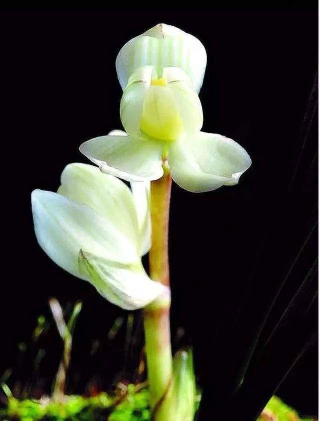 十种最有名的兰花图片,最美的100种兰花图片