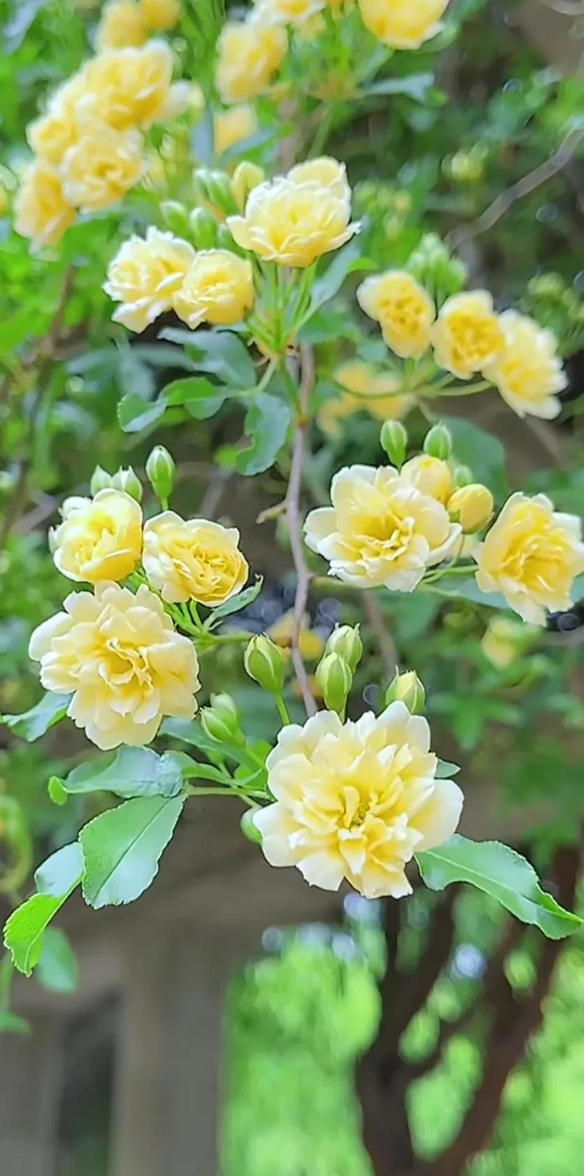 黄木香花的图片大全欣赏,怡人木香花图片欣赏