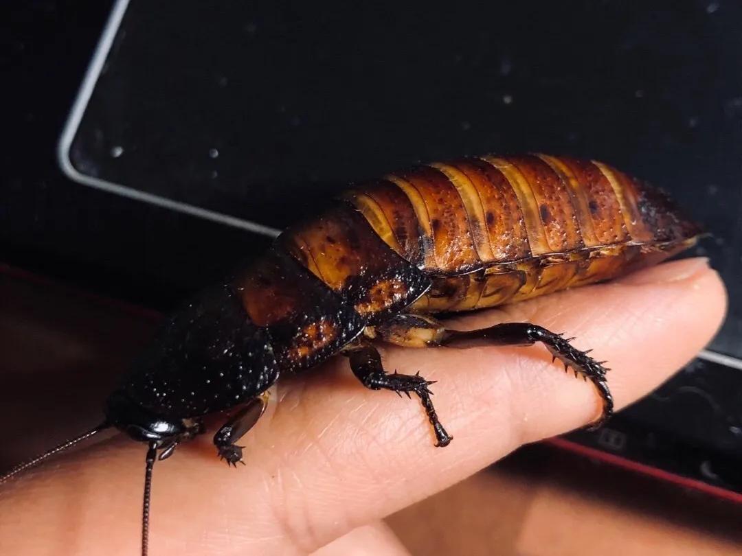 最聪明宠物蟑螂,会飞宠物蟑螂品种