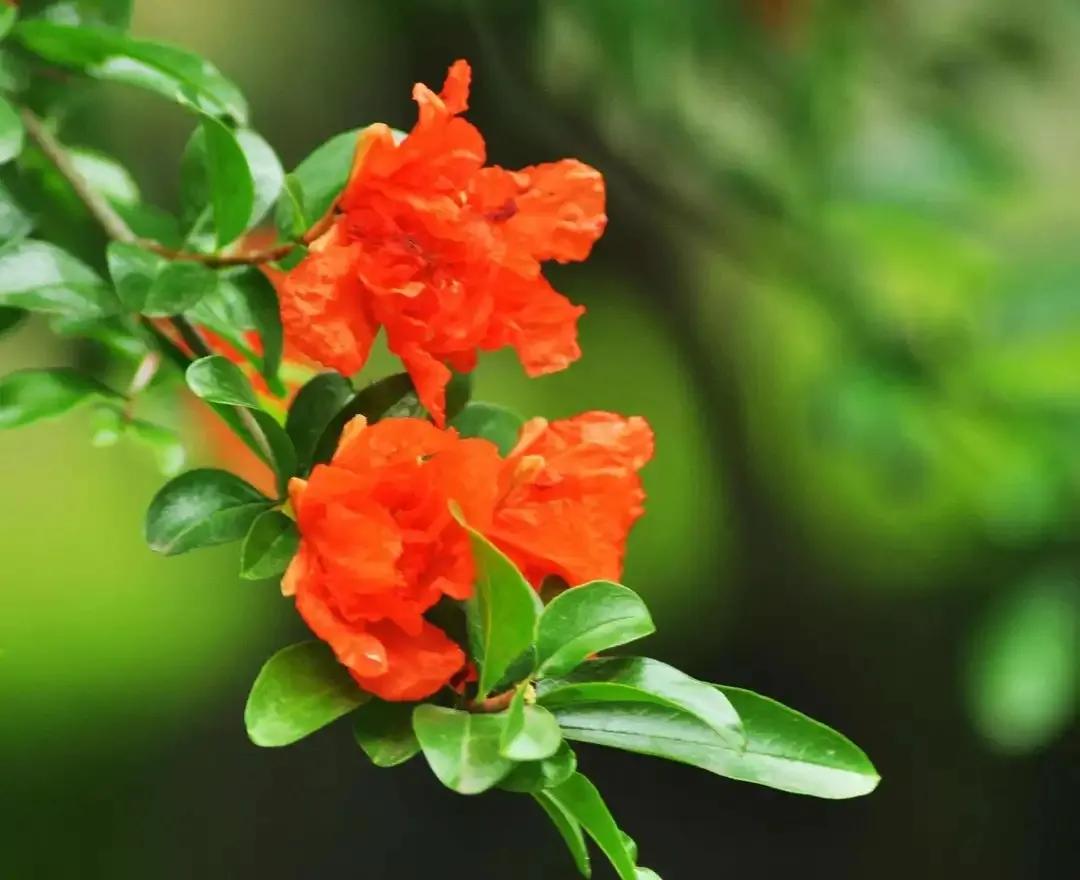 人生几何笑看花开花落,人生几何不过花开花落