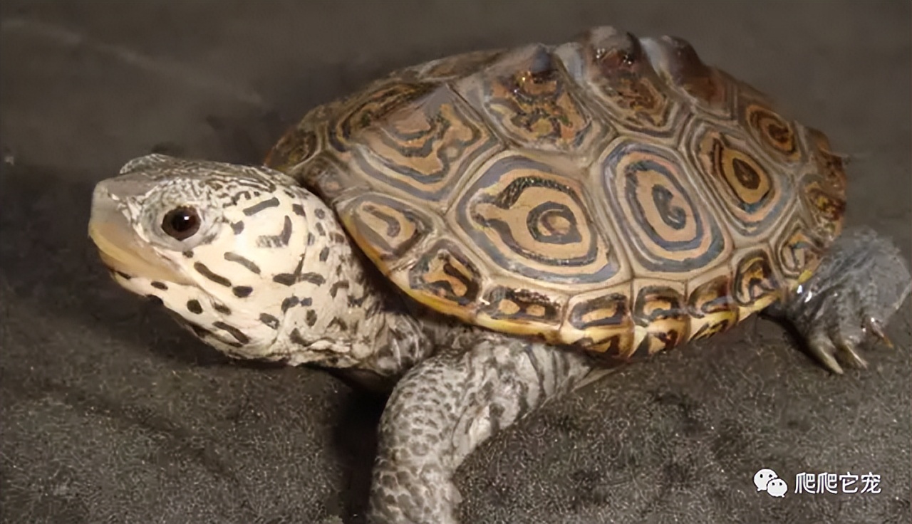养一只水龟互动之王——钻纹龟,饲养体验非常棒