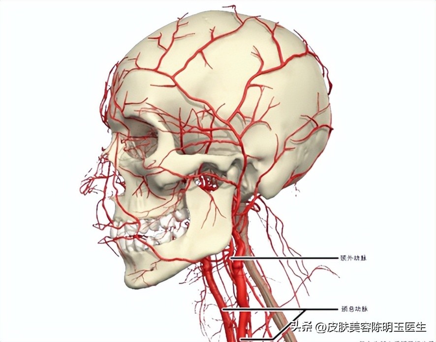 脖子上长小肉粒还能打hpv疫苗吗,50岁脖子上很多小肉粒是怎么回事