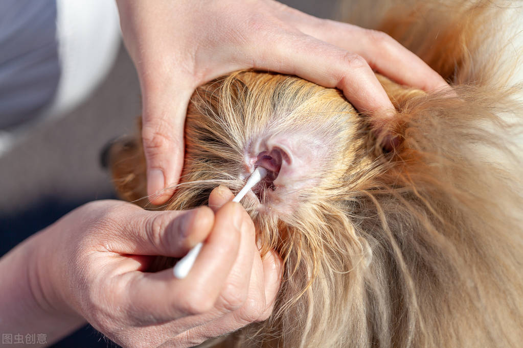 养狗日记记录生活,泰迪有耳螨可以用酒精或者碘伏吗