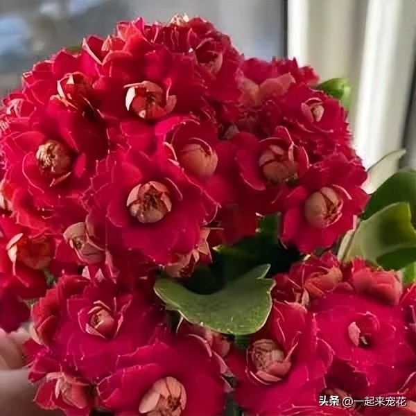 哪种长寿花比较好养,带你认识几种最值得入手的长寿花