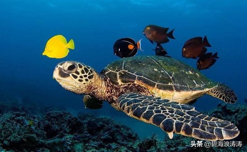 股票的字母都代表什么,股票入门基础知识英文字母的标记