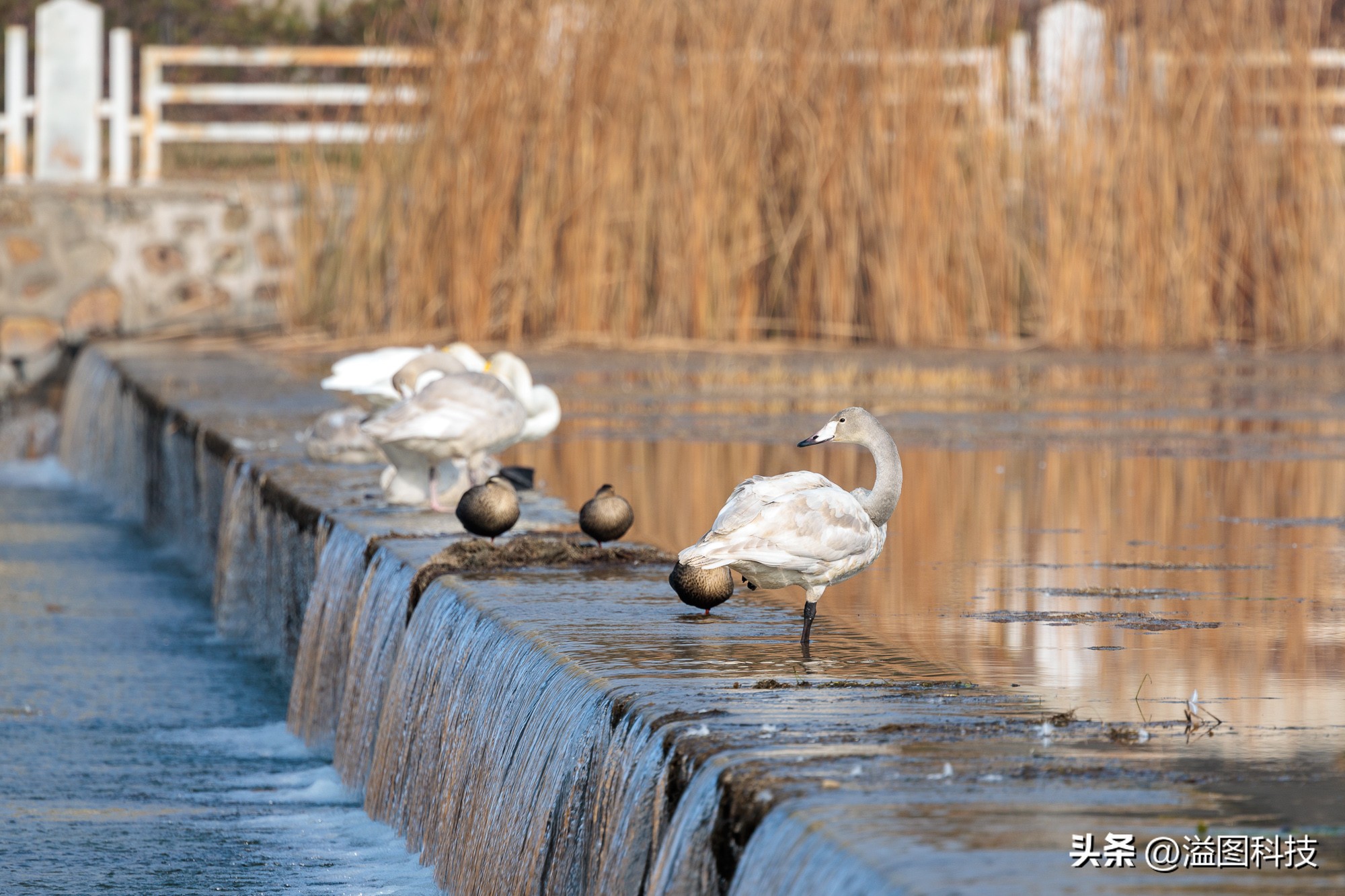 浣宠兘r6鎼厤rf351.8闀滃ご,浣宠兘r6mark2