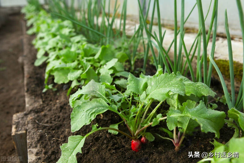 胡萝卜和萝卜快到种植时间了，先提前把这几点做好，个大又高产