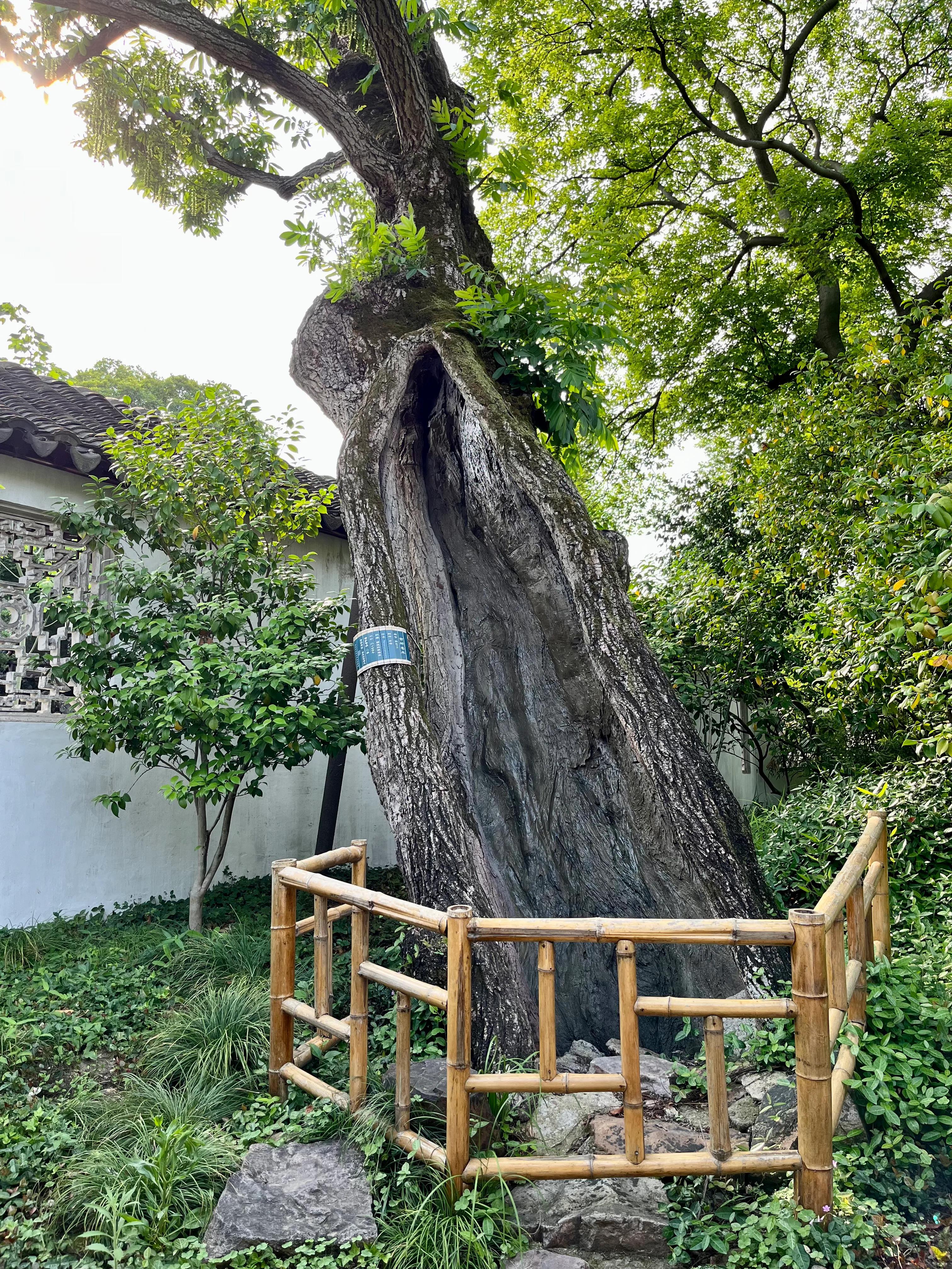 拙政园大隐隐于市,大隐隐于市安享中式庭院之美