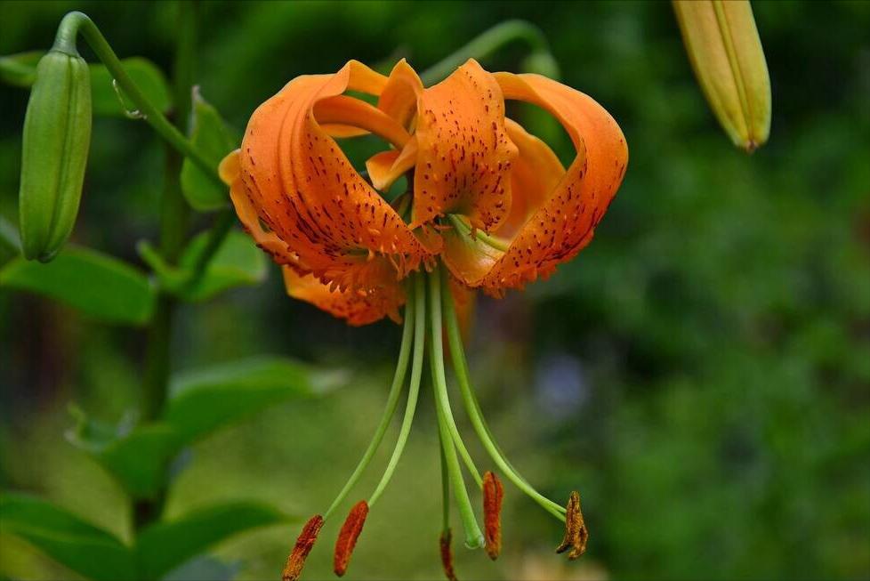 《中国大百科全书（第2版）》读书笔记03147-被子植物门