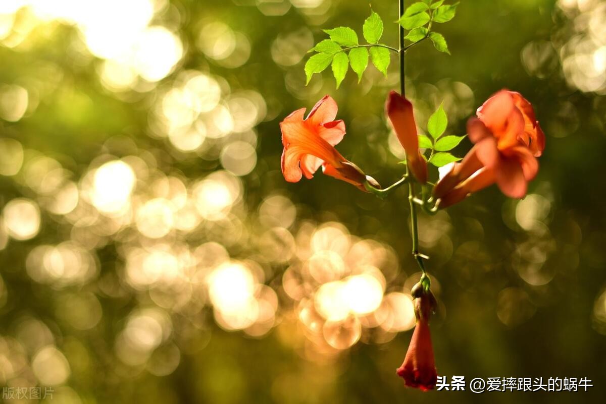 夏日里盛开的凌霄花,绚烂开放的凌霄花