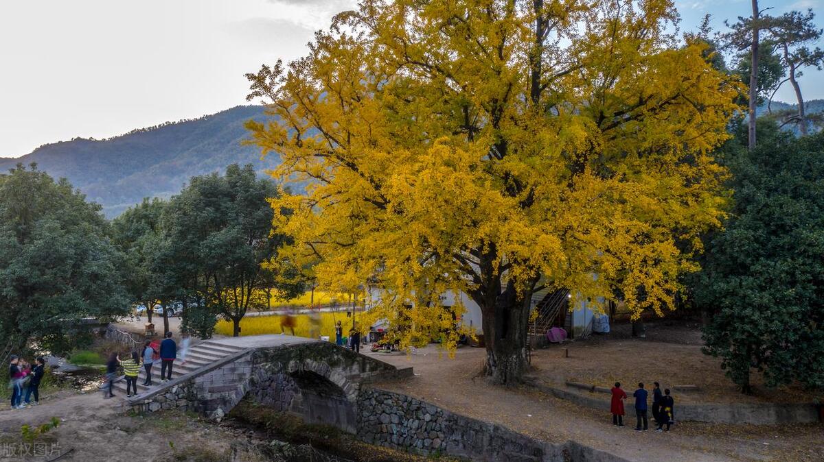 门前栽什么树聚财招财,门口种树富几代人