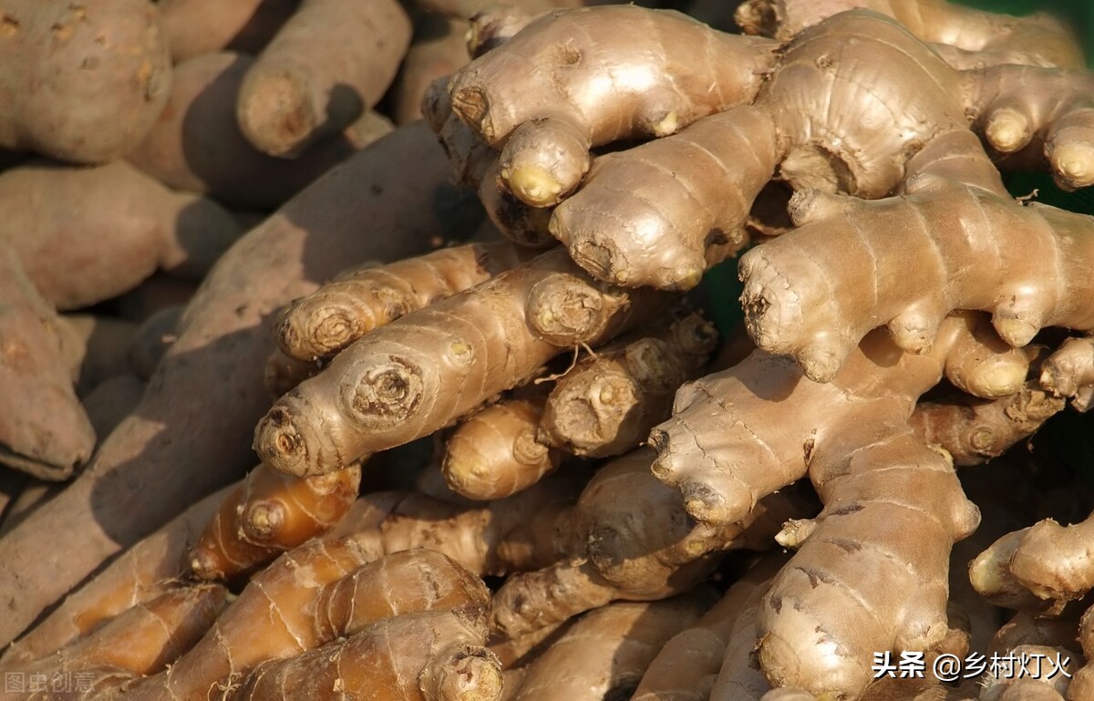 生姜不拔怎么越冬,生姜不挖出来怎样留种过冬