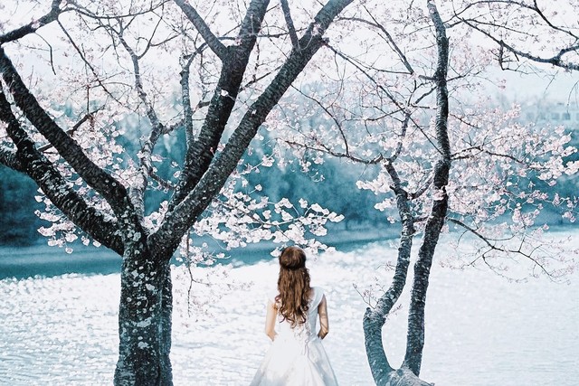 淡然一笑花开淡然,淡然一笑听风雨
