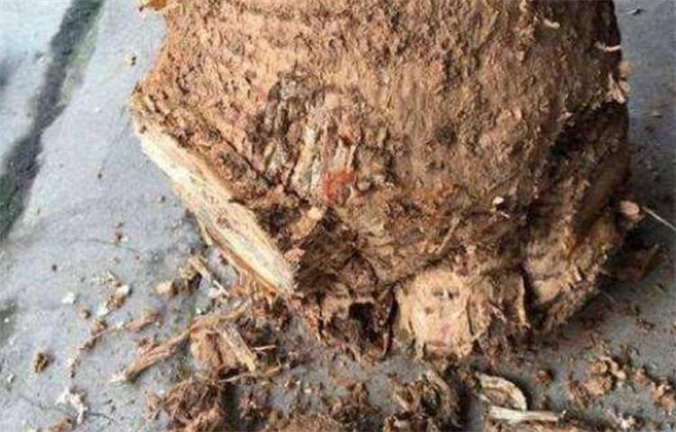 发财树烂根烂皮怎么救,发财树稍微烂根怎么处理