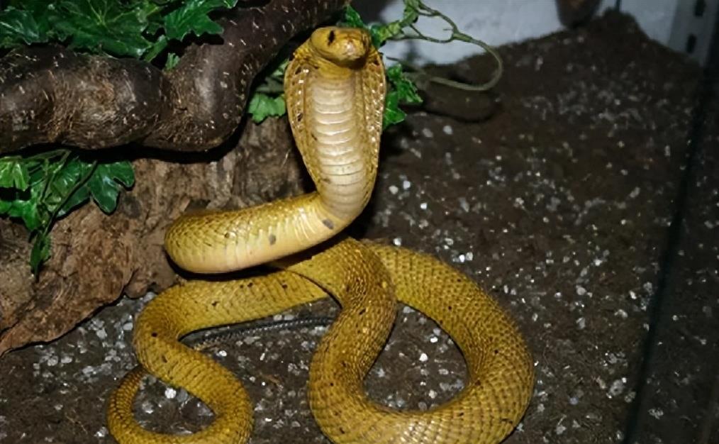 “蛇灭门”到底有多神奇？揭秘老人口中的杀蛇神器！