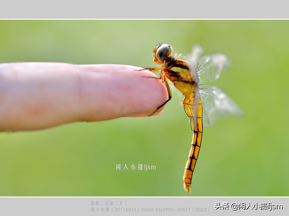 近距离拍摄昆虫小动物,常见昆虫微距摄影活动