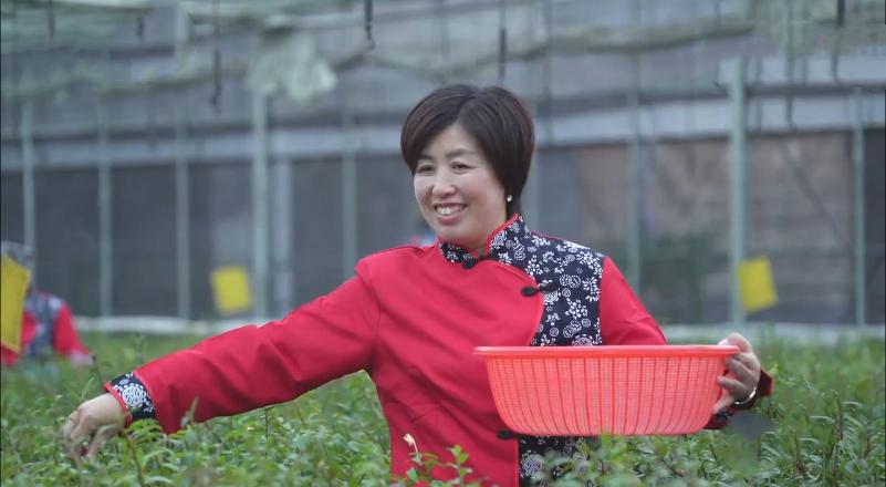 种植仙草一年收入,云南农民种仙草致富