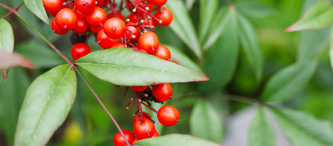 有没有被oppo起诉商标侵权的,oppo商标侵权