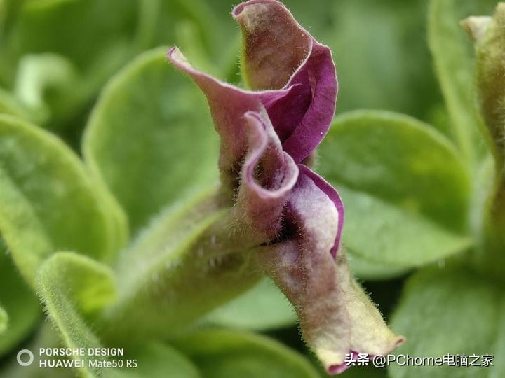 mate50rs保时捷微距真那么厉害吗,mate50保时捷最高支持超级微距
