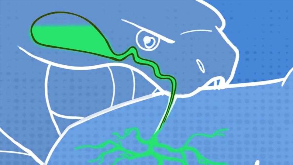 盘点十种神奇动物的价格,盘点五种有巨毒的生物