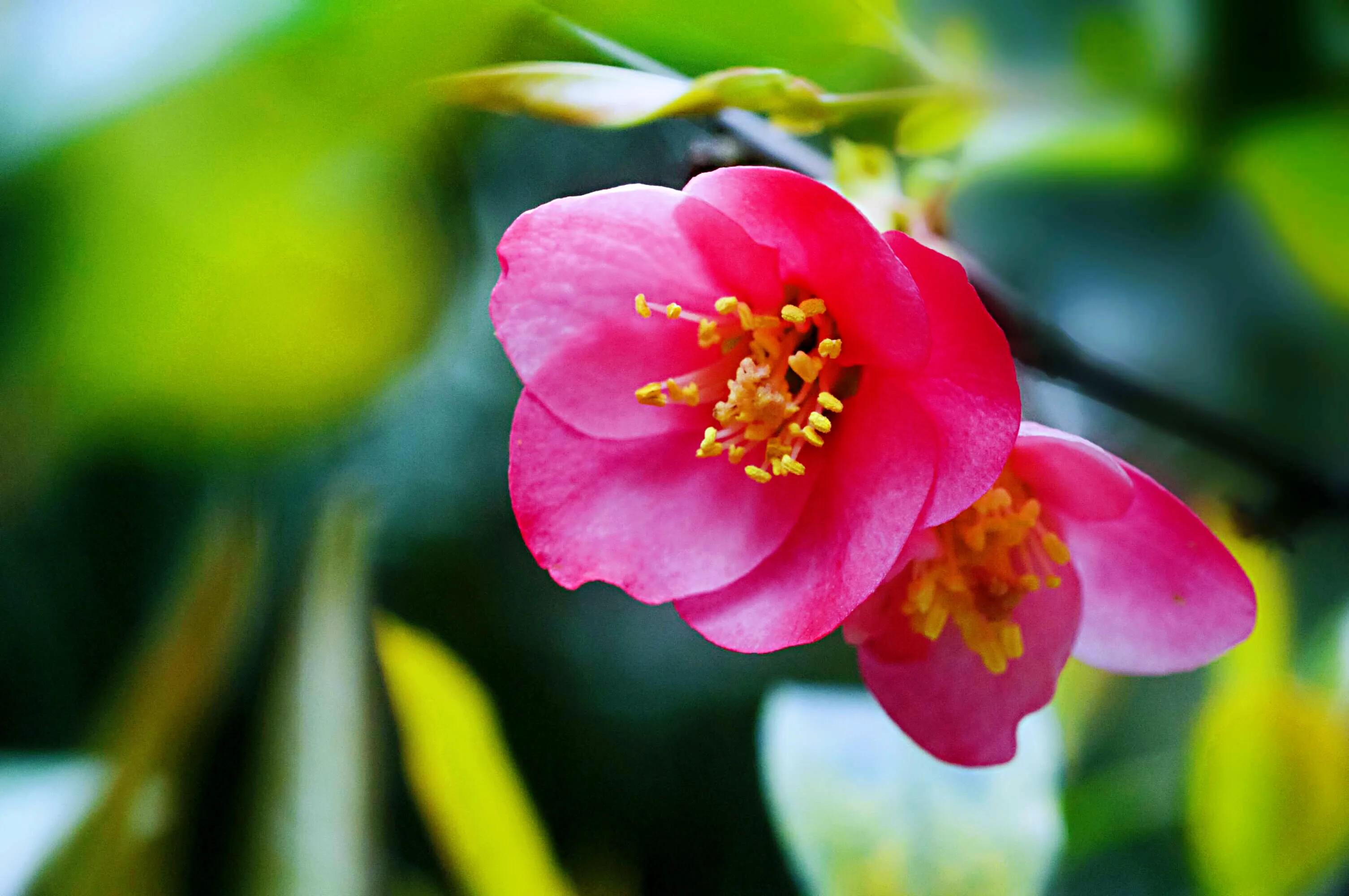 贴梗海棠海棠花品种大全,贴梗海棠的花型