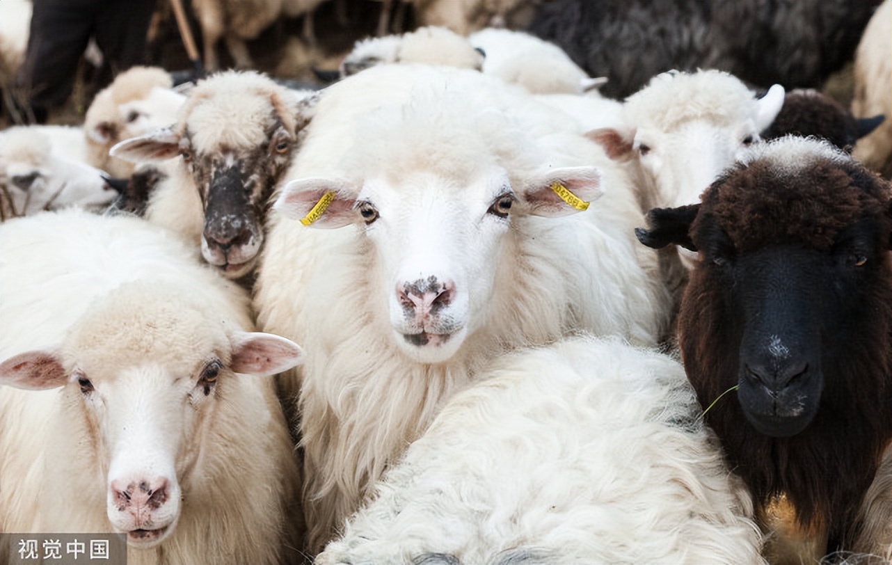 羊蹄感染流脓是什么原因,羊蹄发炎流脓是咋回事