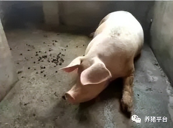 想要奶水多吃什么下奶,母猪怀孕后期乳房水肿怎么办